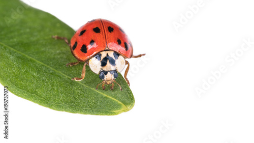 Red ladybug on a green leaf. Harmonia axyridis. Beautiful close-up of the cute black spotted ladybird on natural plant. Isolated on white background. photo