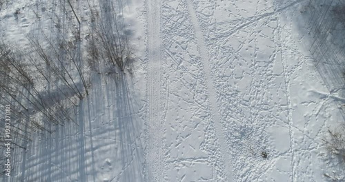 Aerial forward tilt fly over bare birch forest on a sunny winter day