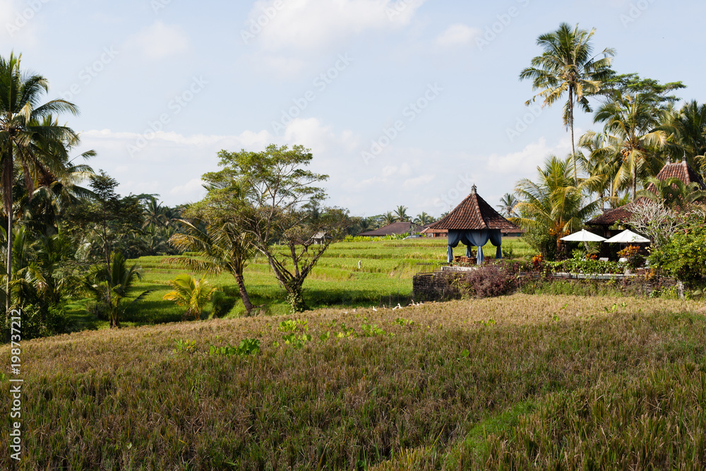 Green Landscape in Ubud Bali