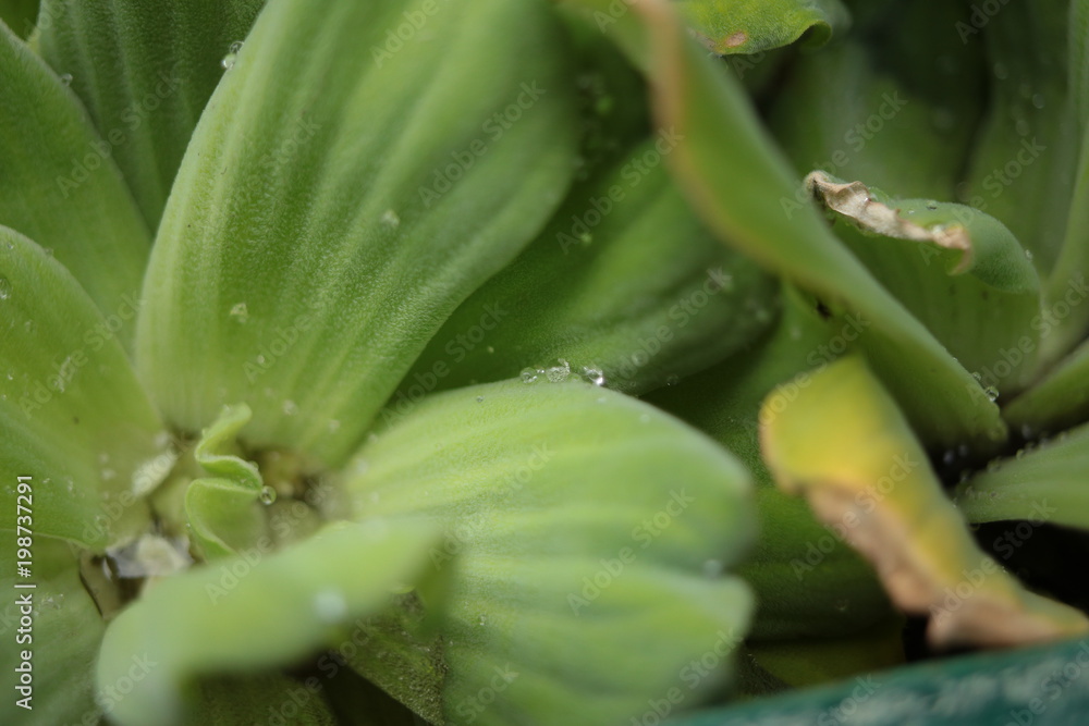 Obraz premium 南国の植物 緑の葉っぱ 花 エコ