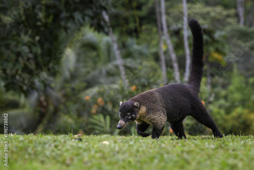 White-nosed Coati - Nasua narica, small common white nosed carnivore from Costa Rica forest.