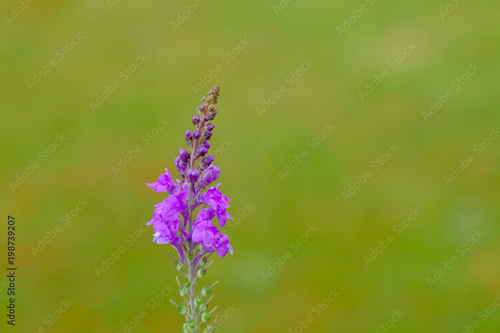 Beautiful lavender in the garden. Beautiful lavender in the garden.
