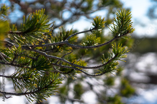 branch of coniferous tree with green needles