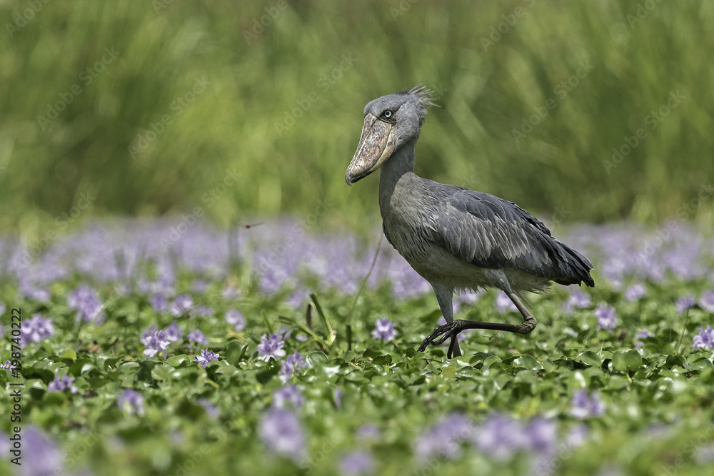 Fototapeta premium Shoebill ( Schoenbekooievaar )