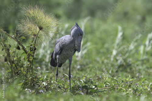 Shoebill ( Schoenbekooievaar ) photo