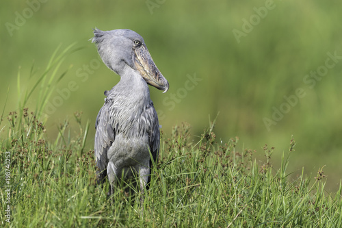 Shoebill ( Schoenbekooievaar ) photo