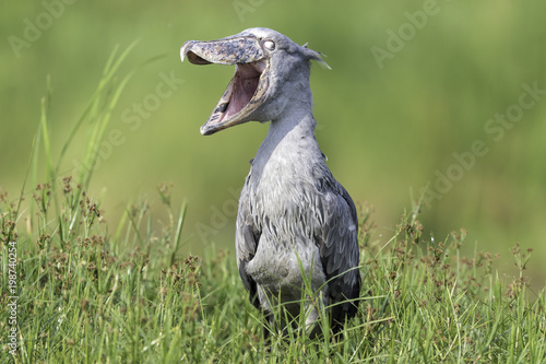 Shoebill ( Schoenbekooievaar )