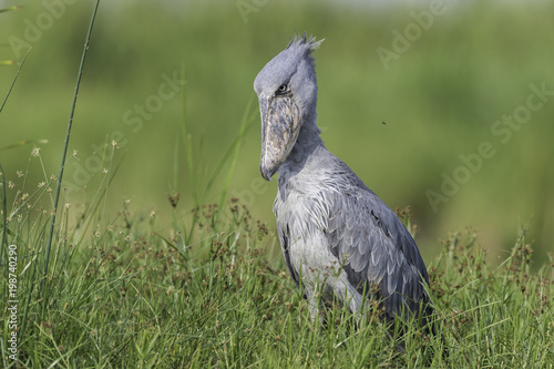 Shoebill ( Schoenbekooievaar ) photo