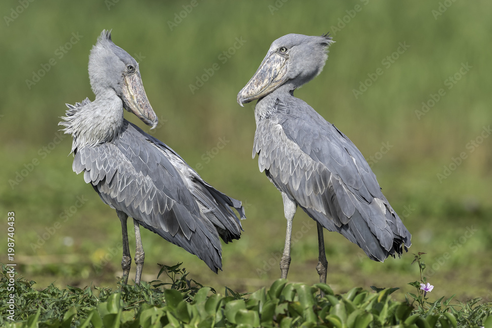 Fototapeta premium Shoebill ( Schoenbekooievaar )
