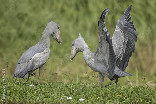 Shoebill ( Schoenbekooievaar )