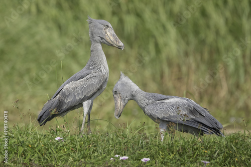 Shoebill ( Schoenbekooievaar )