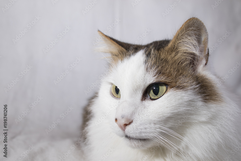 Detailed cat with beautiful eyes in a white background