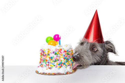 Fototapeta Naklejka Na Ścianę i Meble -  Funny Birthday Dog Eating Cake