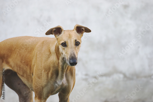 Portrait of a brown galgo outdoor 