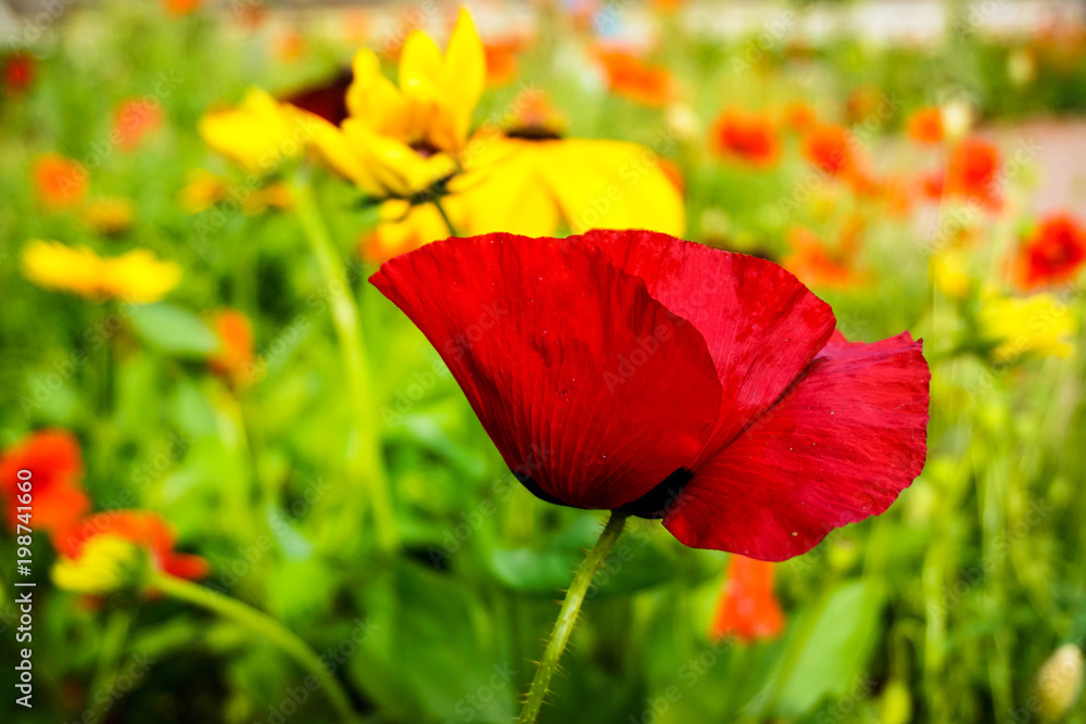 red poppy on green background in the meadow red poppy on green background in the meadow