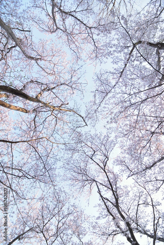 Obraz premium Landscape of Japanese White Cherry Blossoms in wide angle