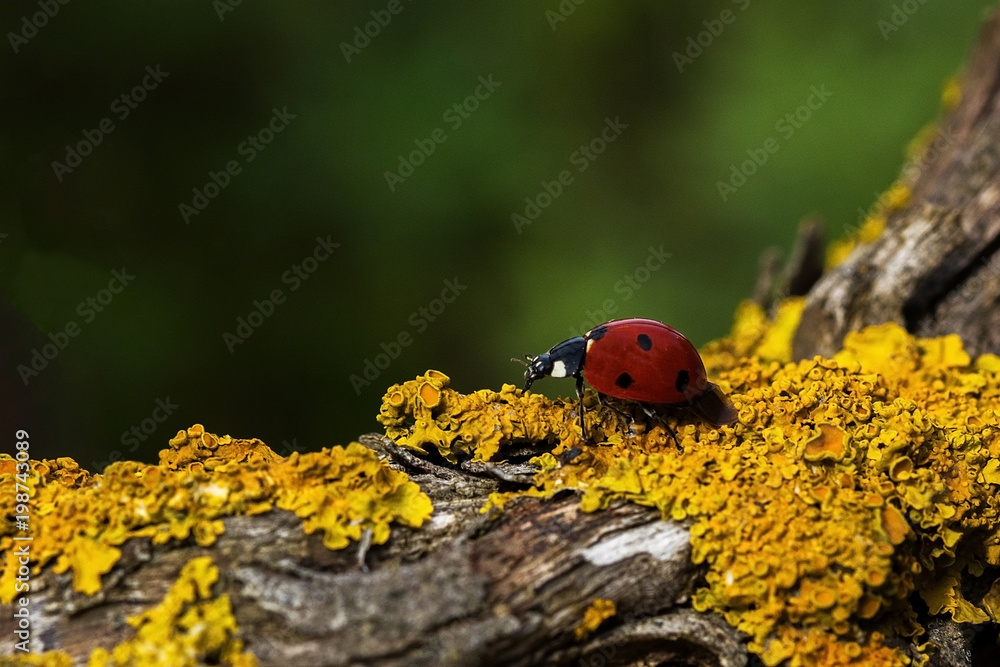 Fototapeta premium Lucky