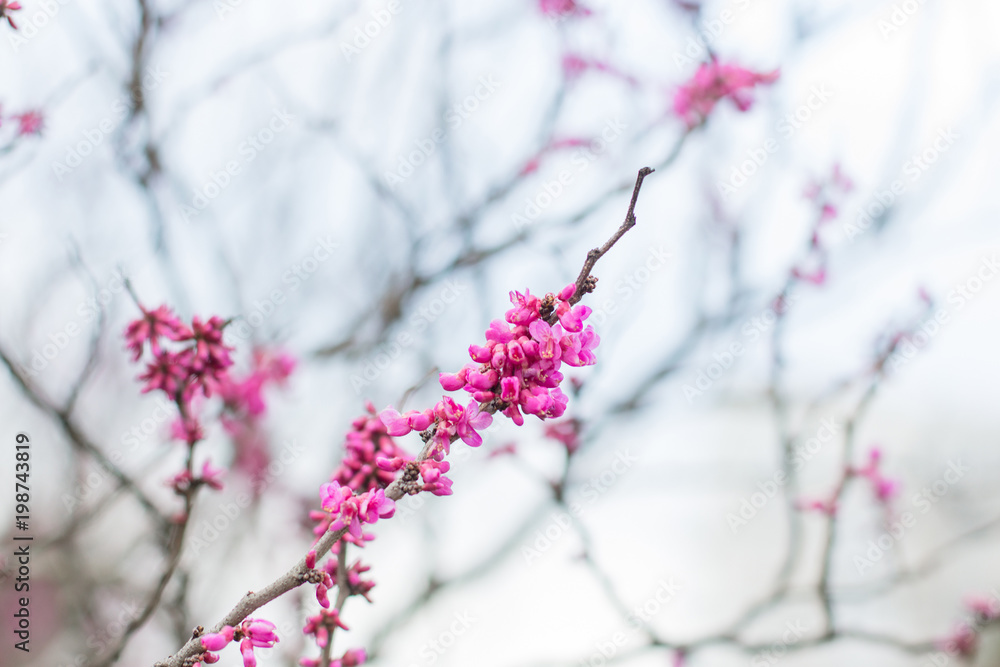 the branches of the shrub with the purple flowers in the spring the branches of the shrub with the purple flowers in the spring