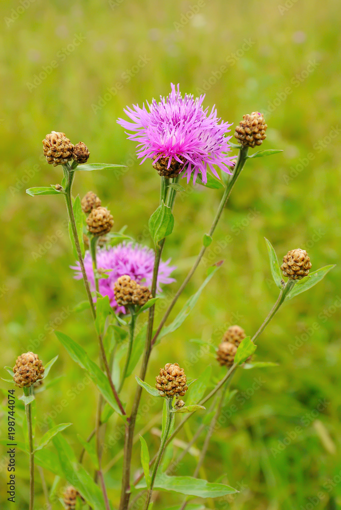 Cornflower (Centaurea jacea) flowers Cornflower (Centaurea jacea) flowers