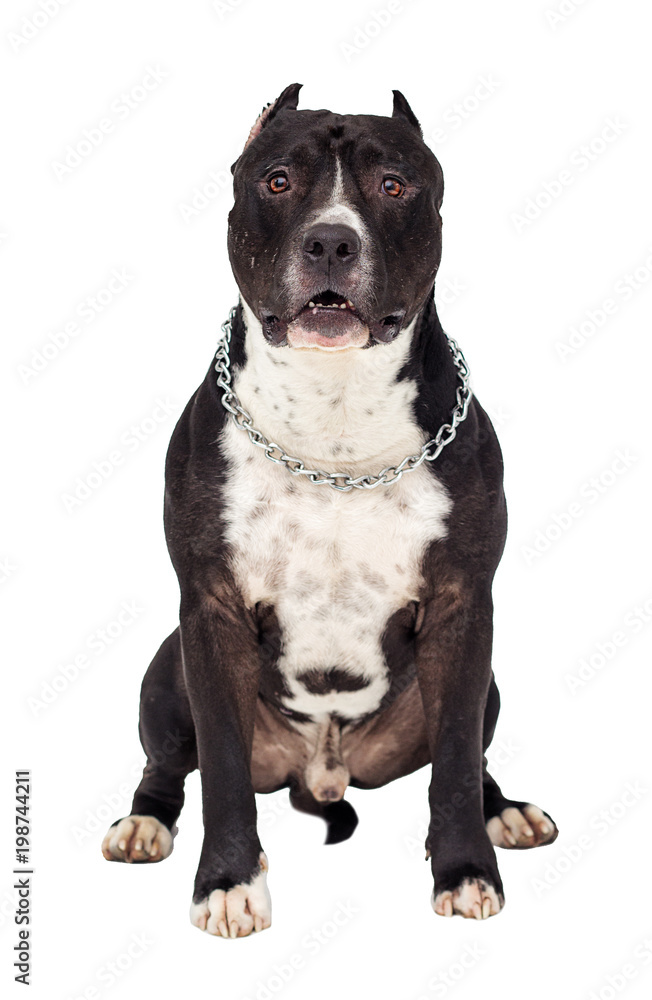 Staffordshire terrier dog sitting and looking at full length on a white background