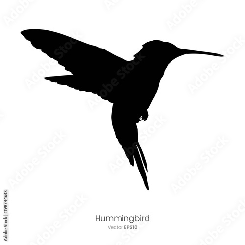 Paint Splatter Animals - Hummingbird