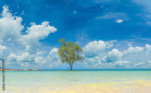 The mangrove tree alone in the sea