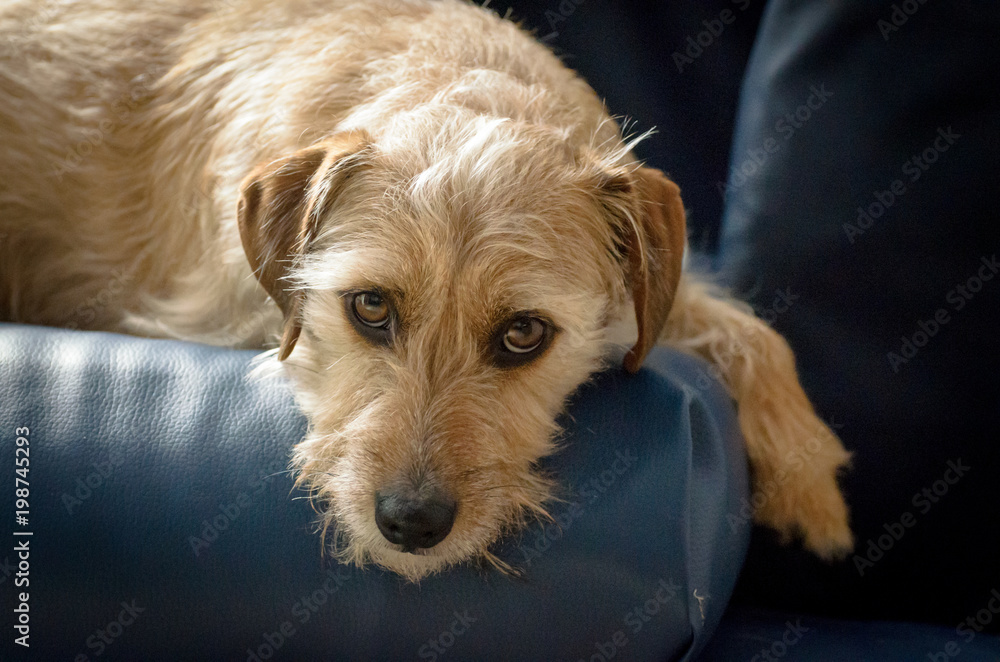 Foto de Jack russell terrier mix lies on the couch do Stock | Adobe Stock