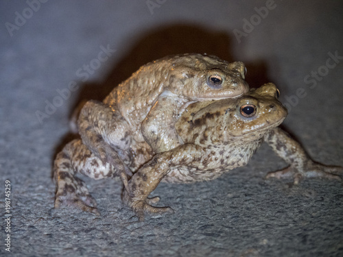 Amplexus de crapauds communs. Bufonidae, Bufo bufo photo