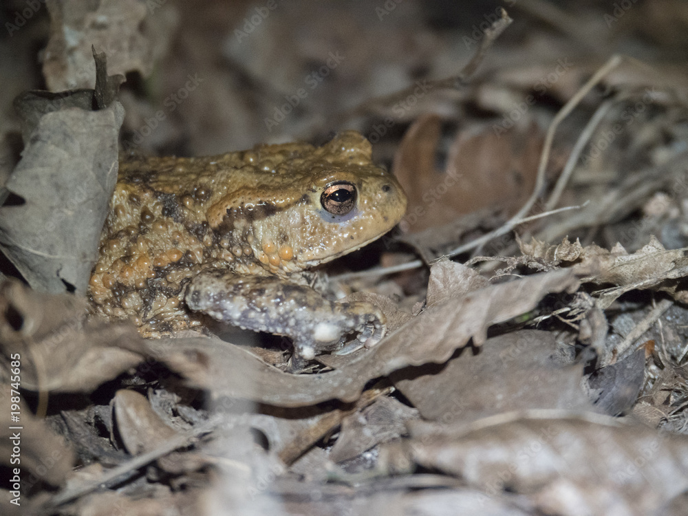 Crapaud commun dans le sous-bois. Bufonidae, Bufo bufo Crapaud commun dans le sous-bois. Bufonidae, Bufo bufo