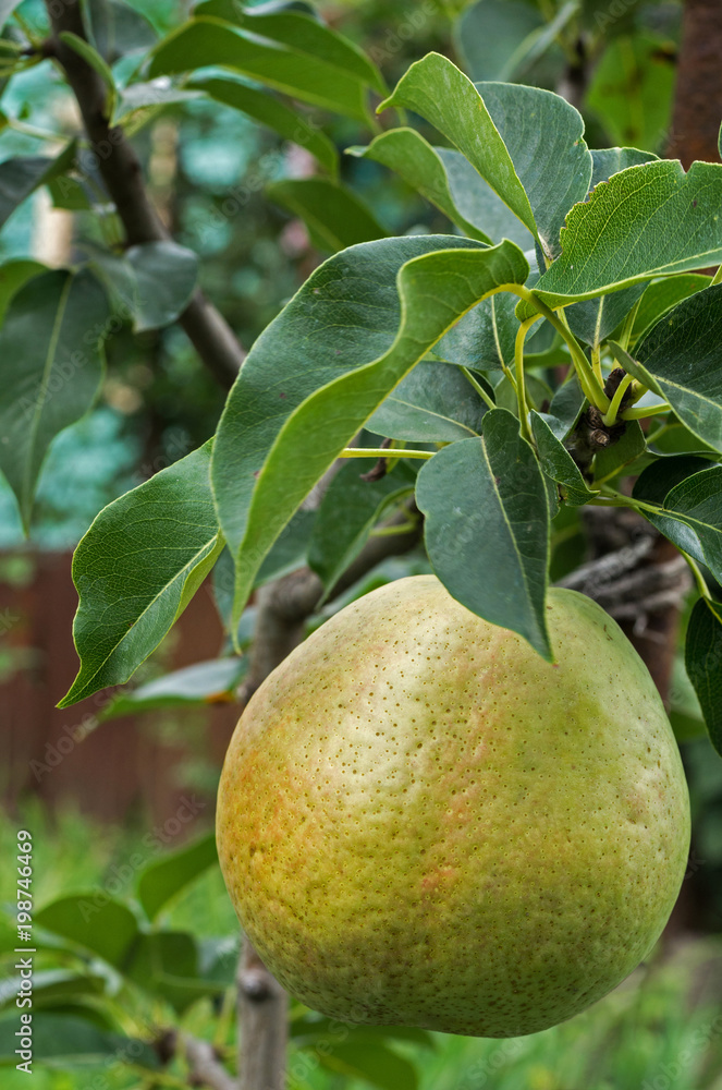 Pears on the columnar pear tree in the summer garden. Selective focus.