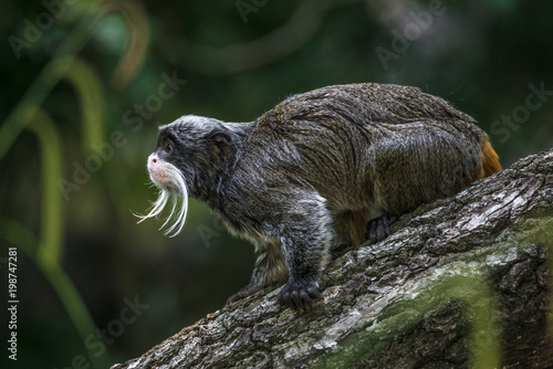 Portrait of funny bearded emperor tamarin monkey from Brazil jungles photo