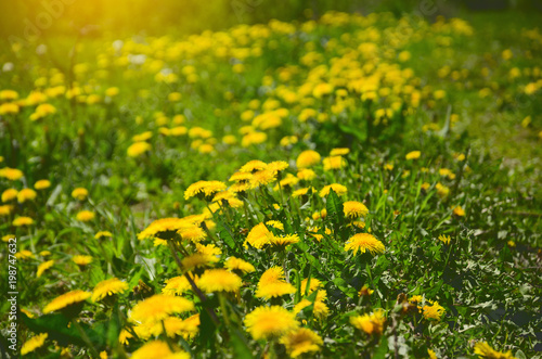  Field of blooming dandelions.Spring background. © valeriy boyarskiy