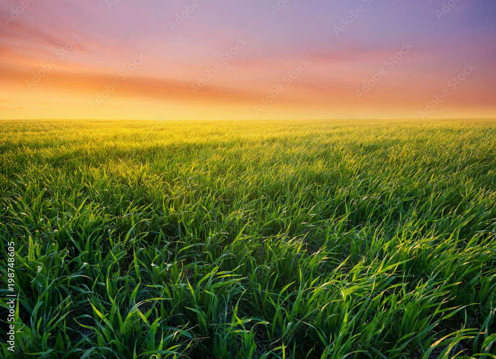 Grass on the field during sunrise. Agricultural landscape in the summer time