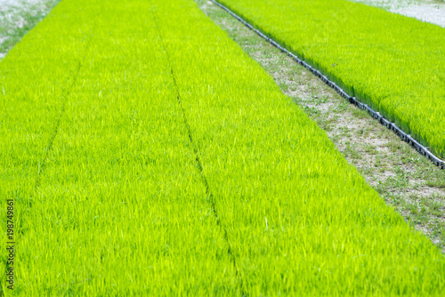 Rice transplanting with machine agriculture concepts.