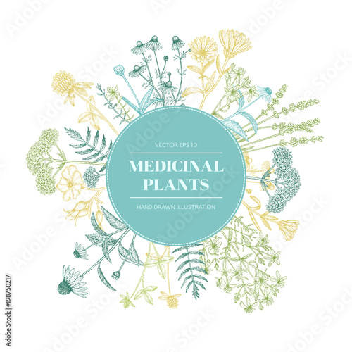 Medicinal plants.
