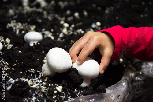 Kids learn about their parents` business from a very little age.  photo