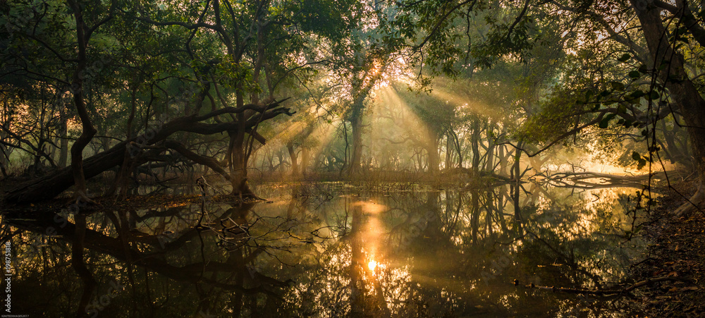 Fototapeta premium Enchanting Keoladeo