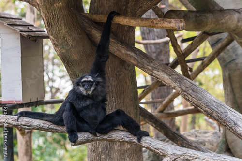 Fotografi A male Pileated Gibbon has a purely black fur caused by  sexual dimorphism in fur coloration