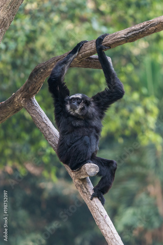 A male Pileated Gibbon has a purely black fur caused by  sexual dimorphism in fur coloration. © phichak