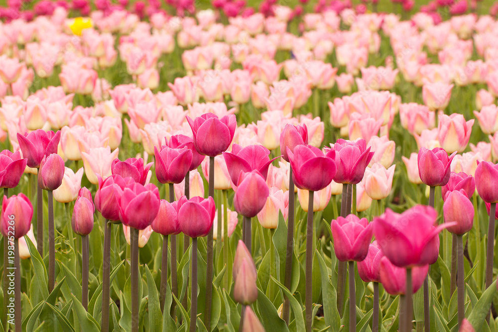 beautiful tender tulips growing in a field or on a lawn in a summer park beautiful tender tulips growing in a field or on a lawn in a summer park