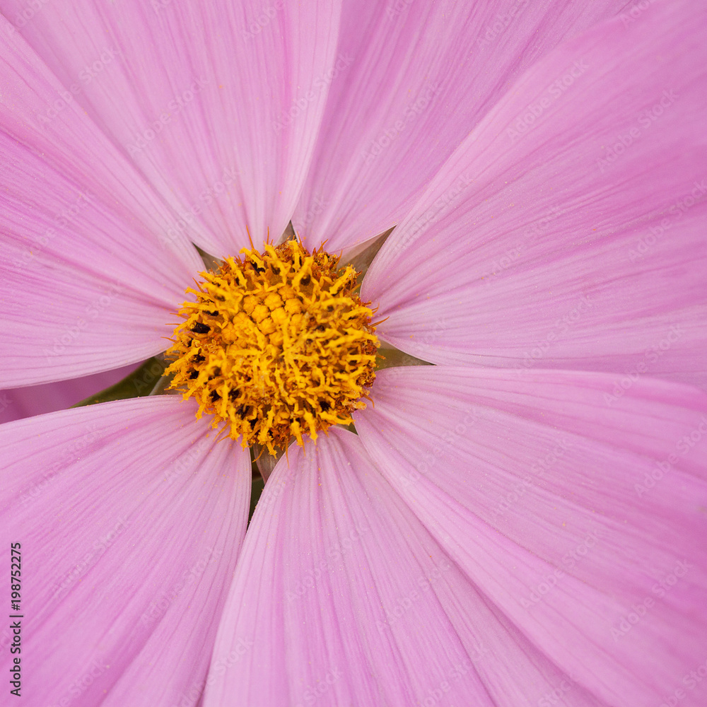 beautiful pink flower cosmos with gentle petals beautiful pink flower cosmos with gentle petals