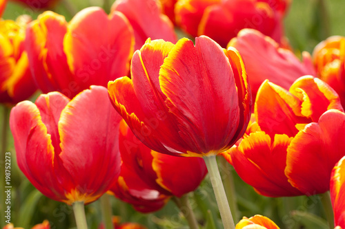 beautiful bright tulips with red-yellow petals