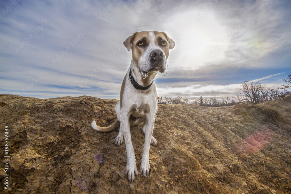 Mondo the rescue dog on a sunny Texas ranch.