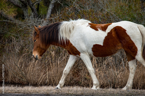 An Assateague wild horse in Maryland photo