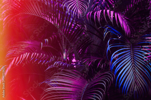Deep dark purple palm leaves pattern with bright red orange gradient effect, sun leak. Creative toned layout, horizontal