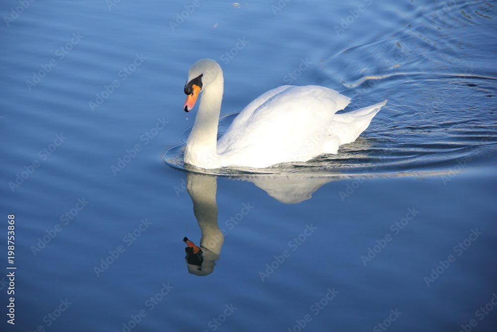 Obraz premium swan swimming in lake
