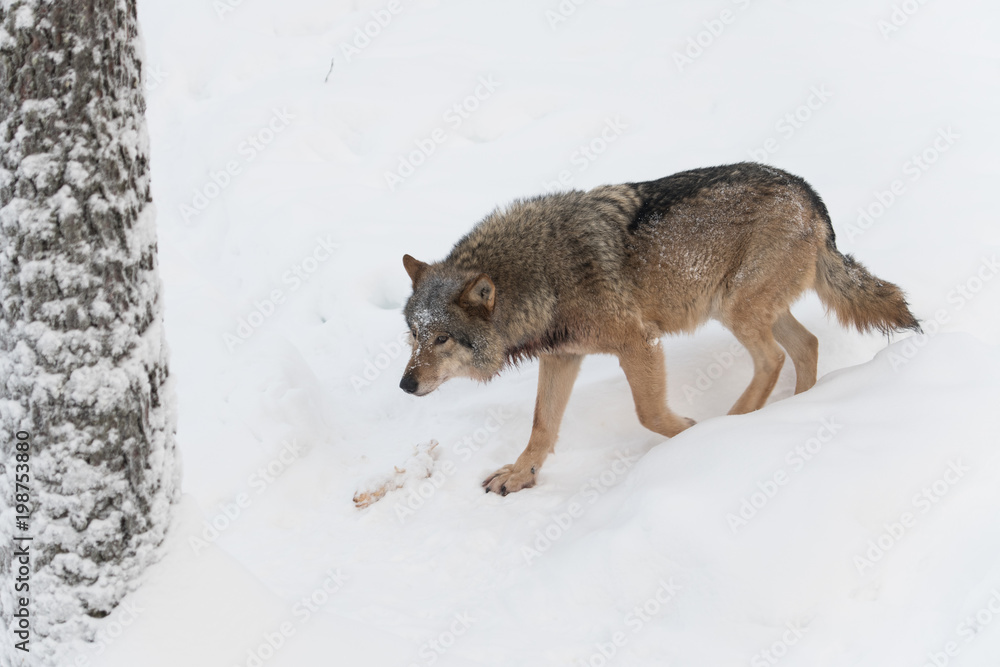 Naklejka premium Wolf walking on white snow
