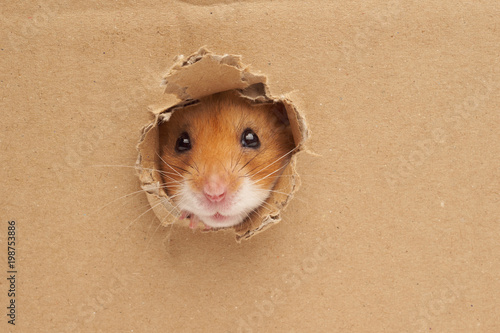 Syrian hamster on a white background
 photo