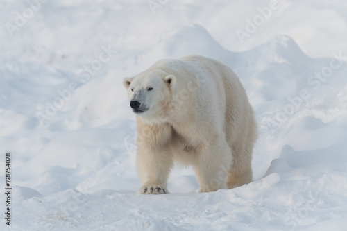 Polar bear walking on white snow