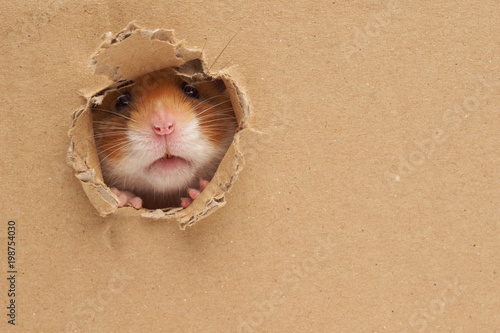 Syrian hamster on a white background
